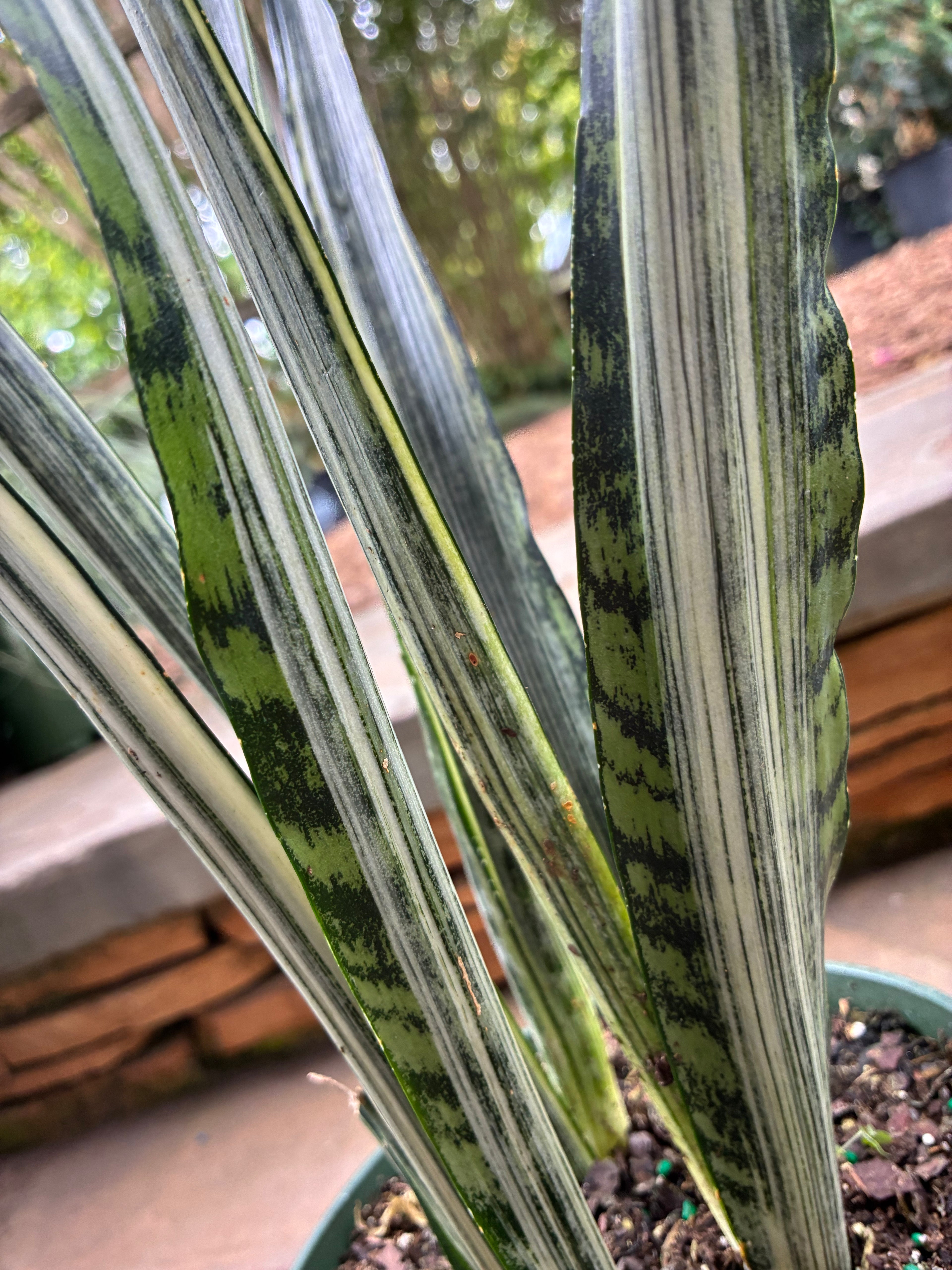 Bantel Sensation Sansevieria