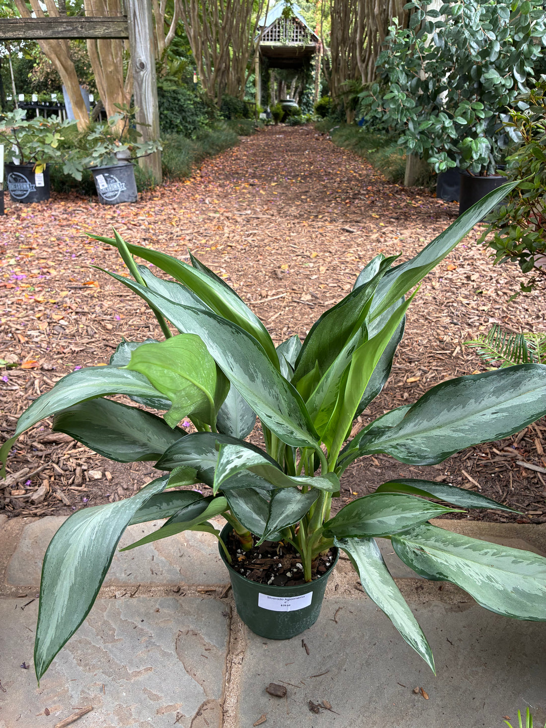 Silverado Aglaonema