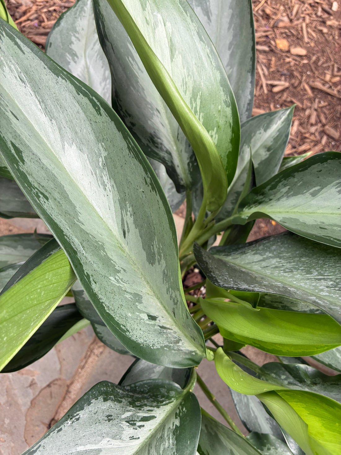 Silverado Aglaonema