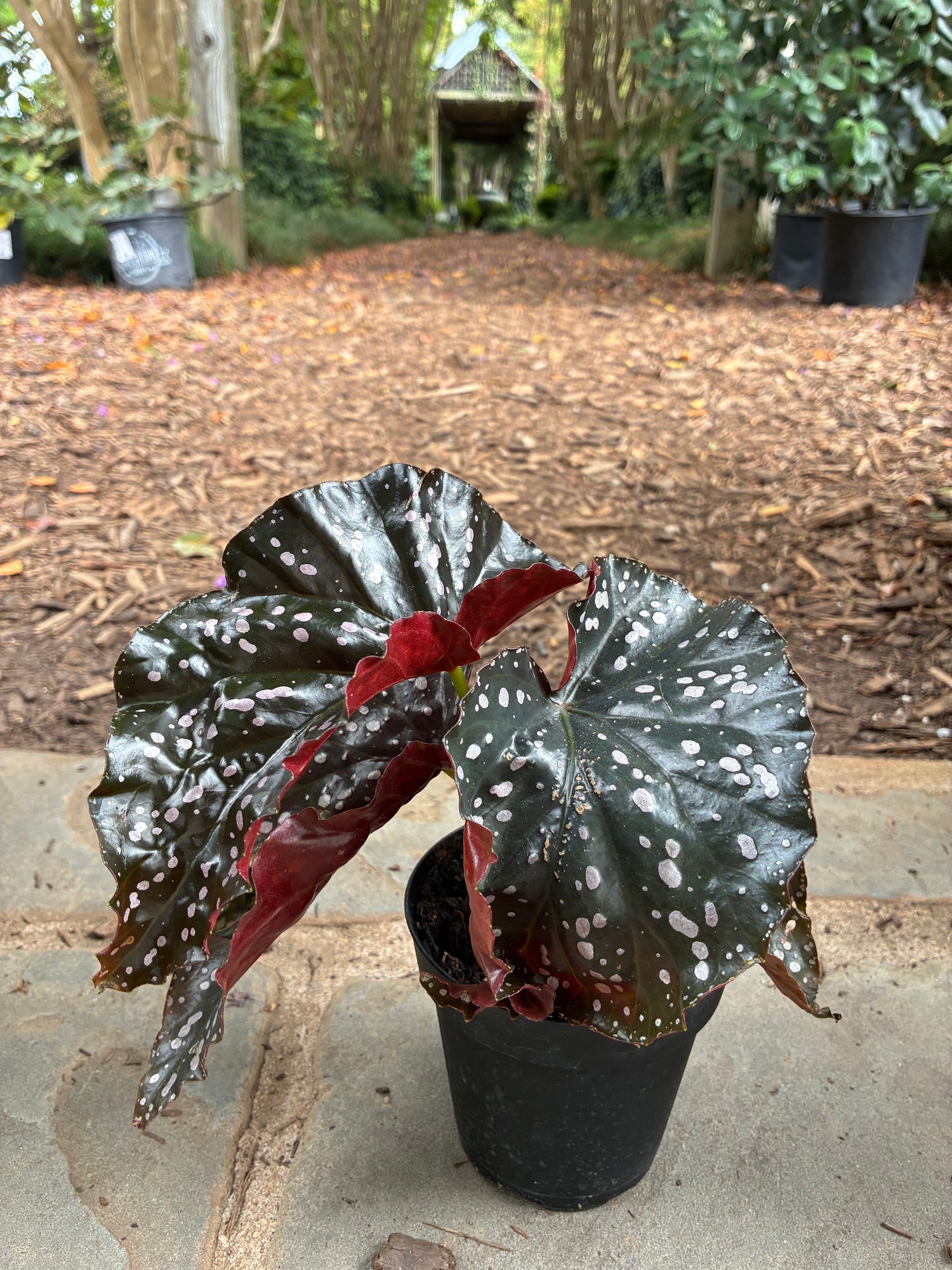 Begonia Crackling Rosie