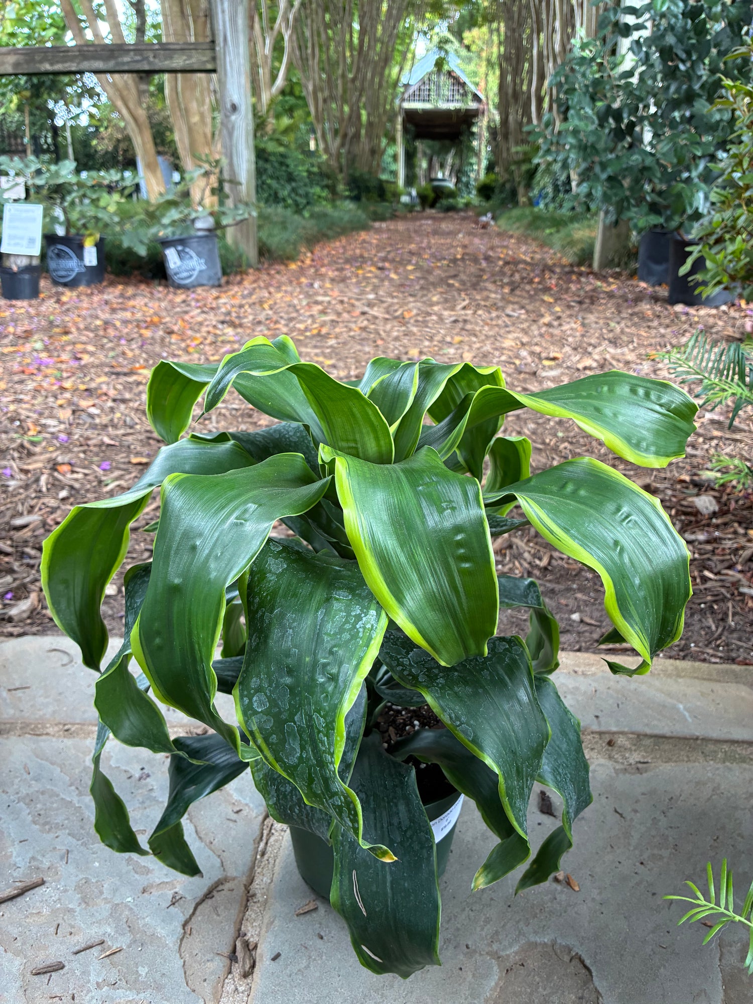 Dragon Dorado Dracaena