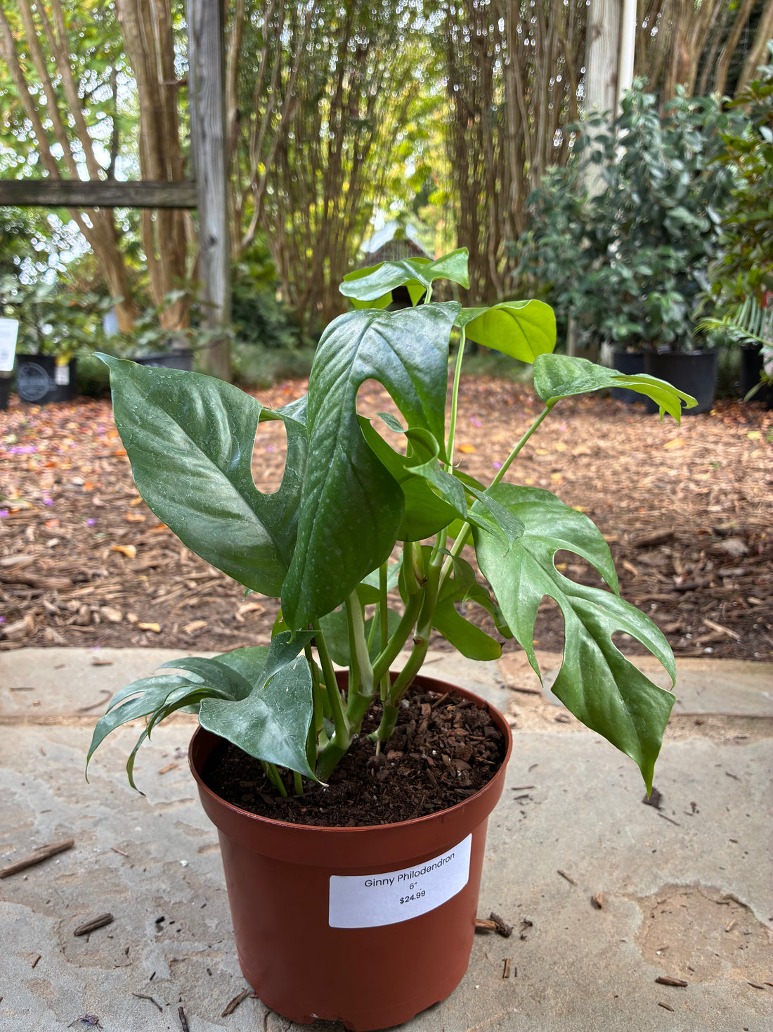 Ginny Philodendron