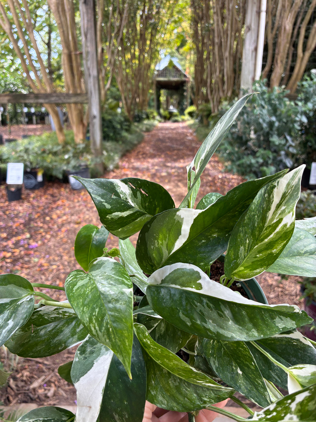 Variegated Albo Pothos