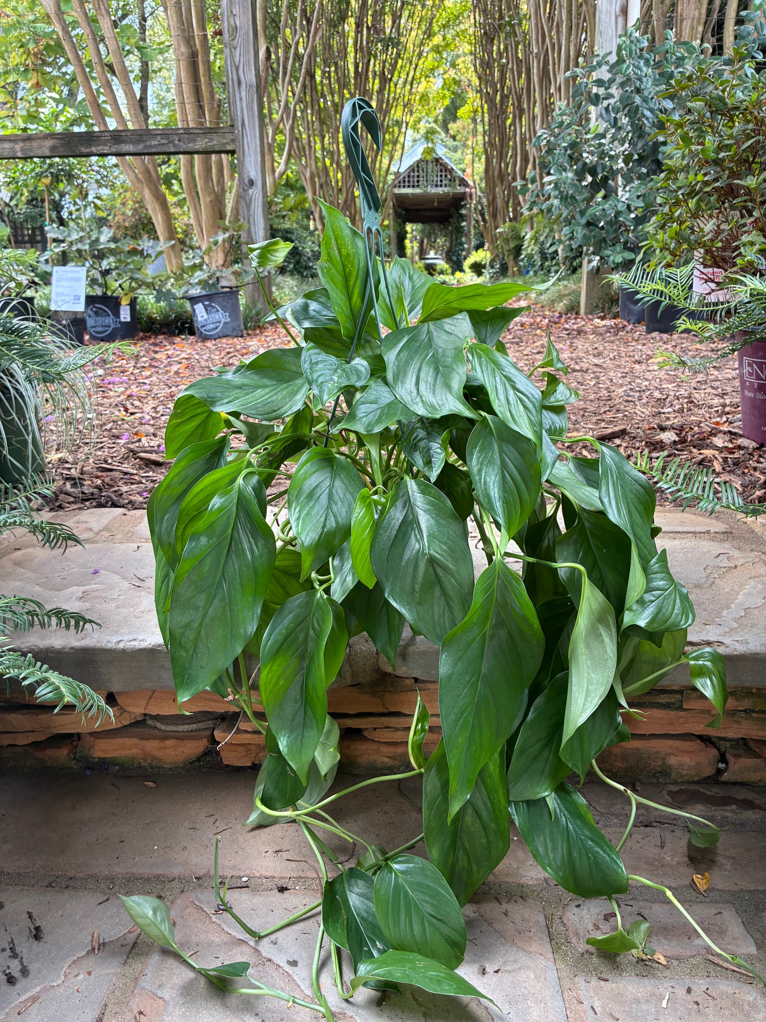 Monstera Lechleriana
