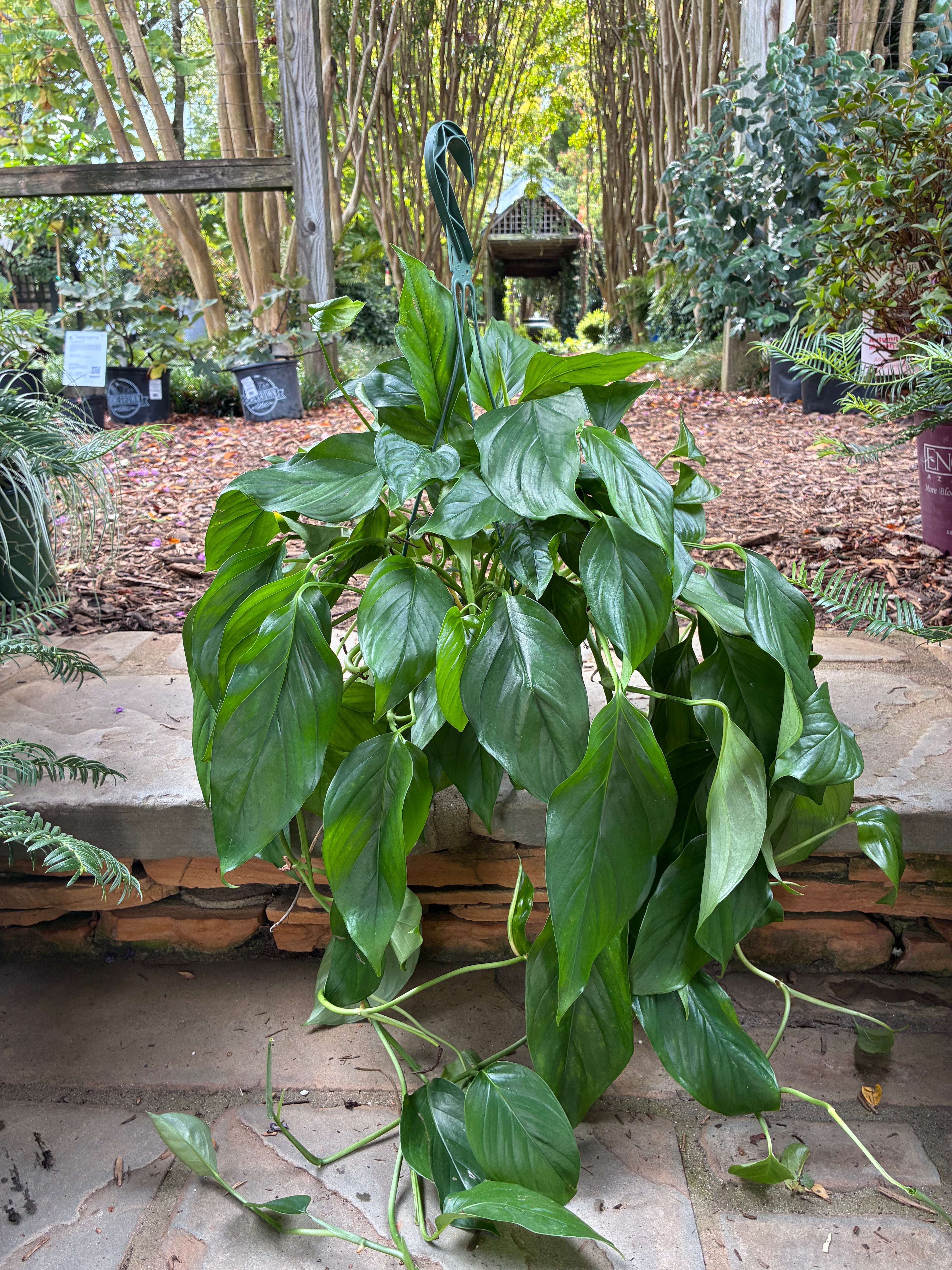 Monstera Lechleriana