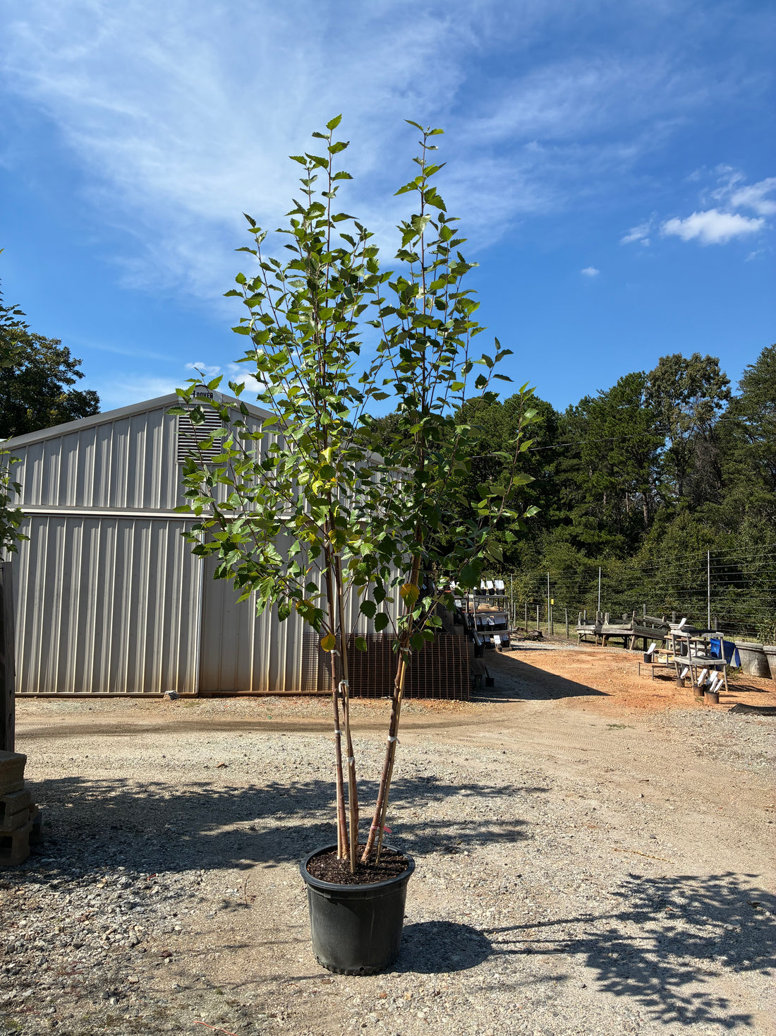 Dura-Heat River Birch