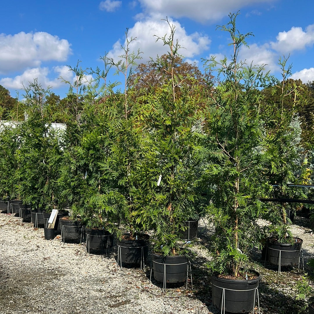 Green Giant Arborvitae