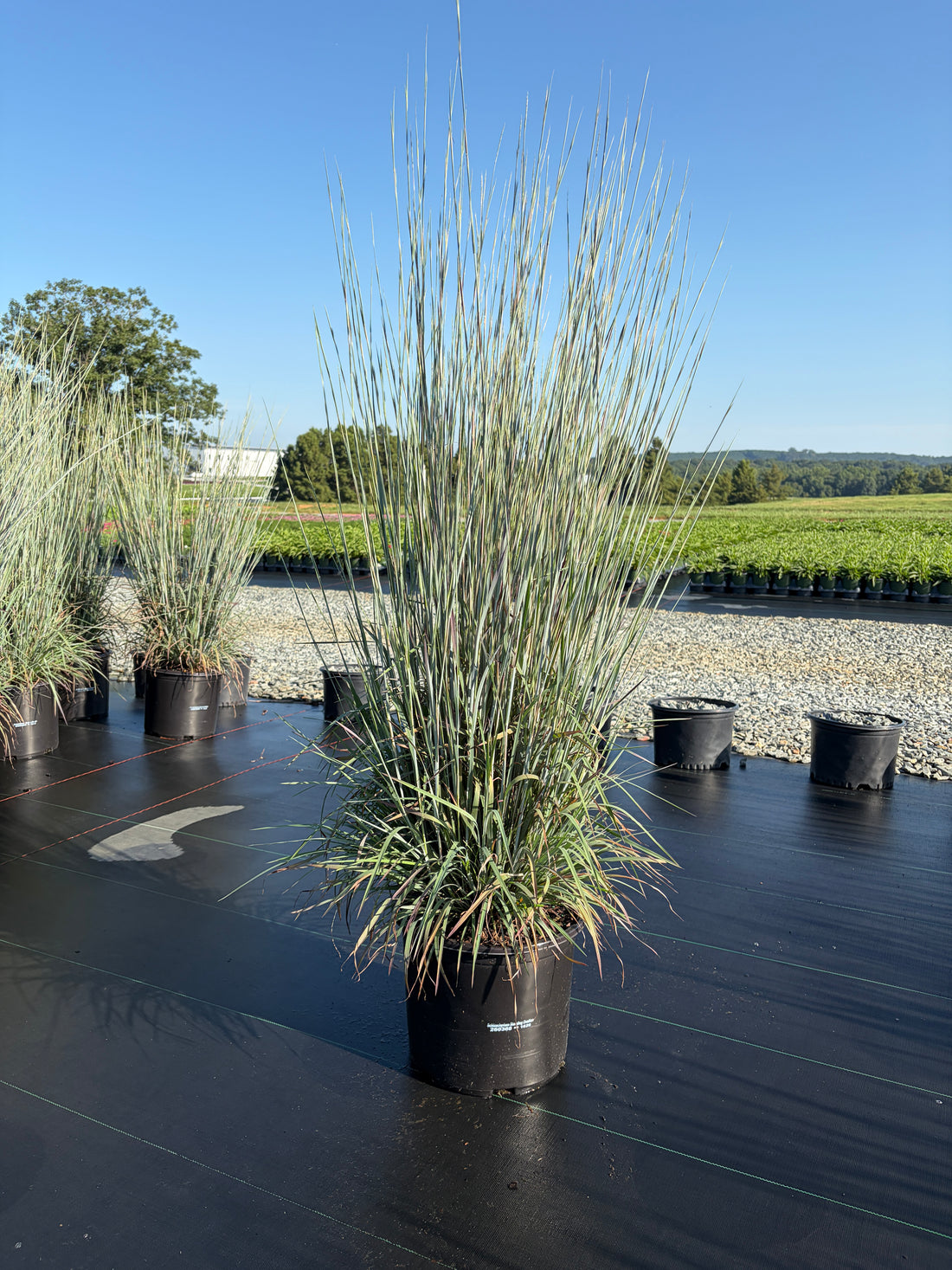 Standing Ovation Bluestem Grass