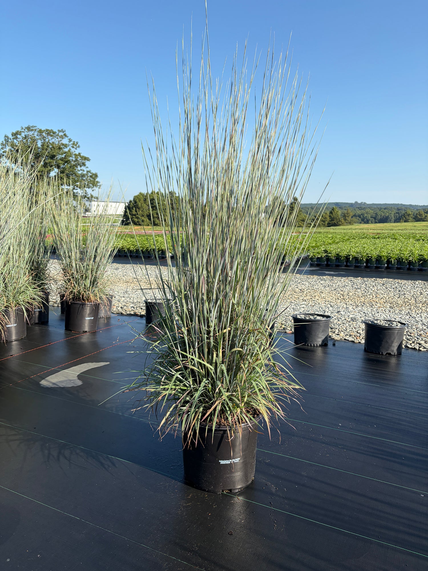 Standing Ovation Bluestem Grass