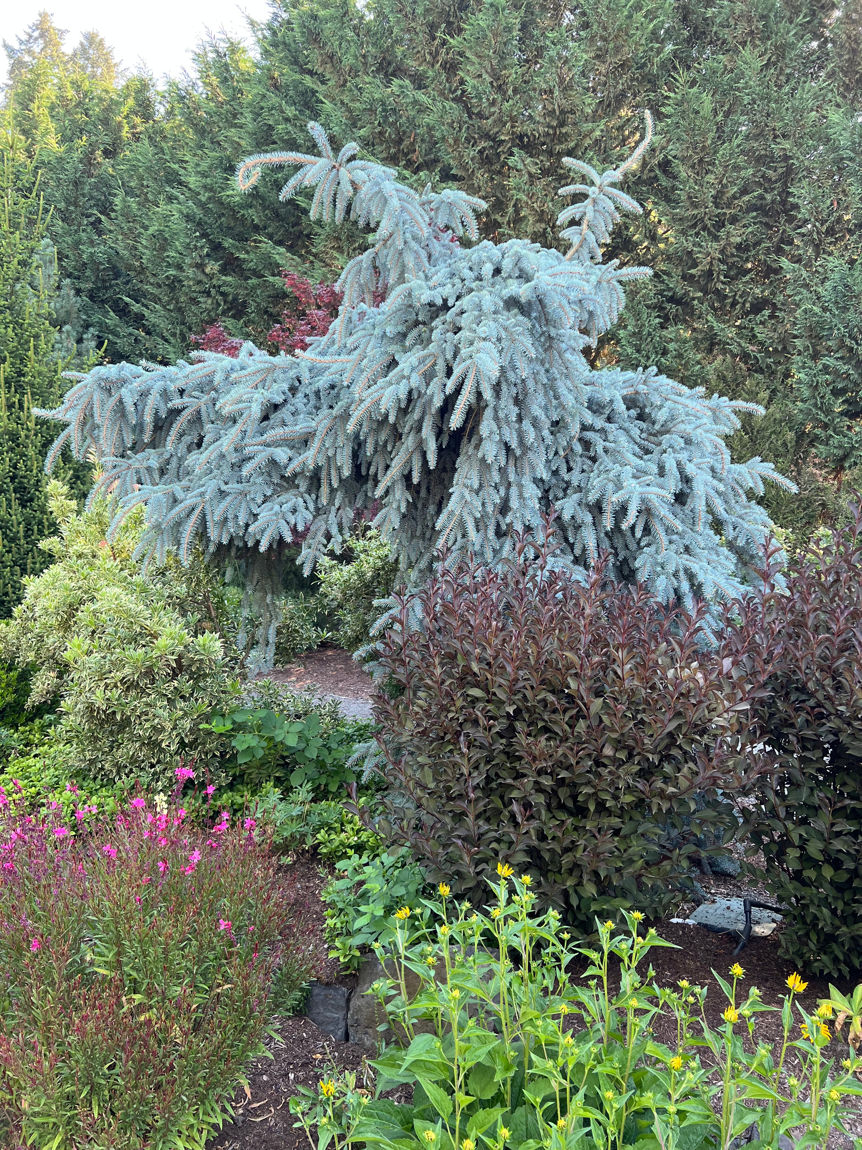 New Conifers & Japanese Maples