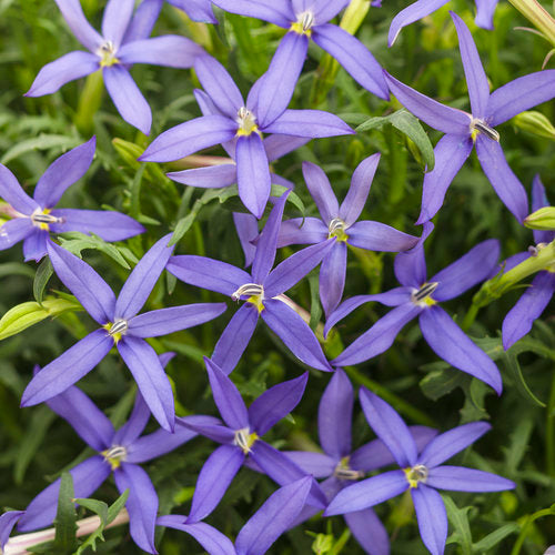 Blue Star Creeper