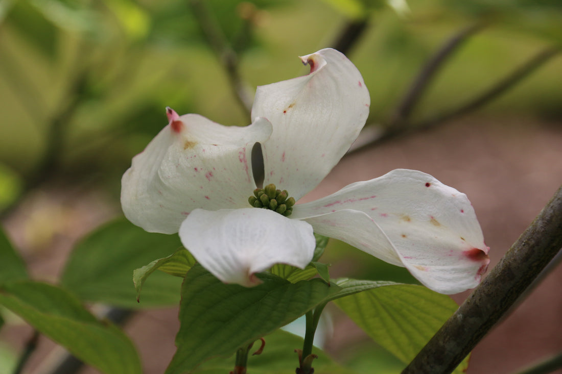 Appalachian Snow Dogwood