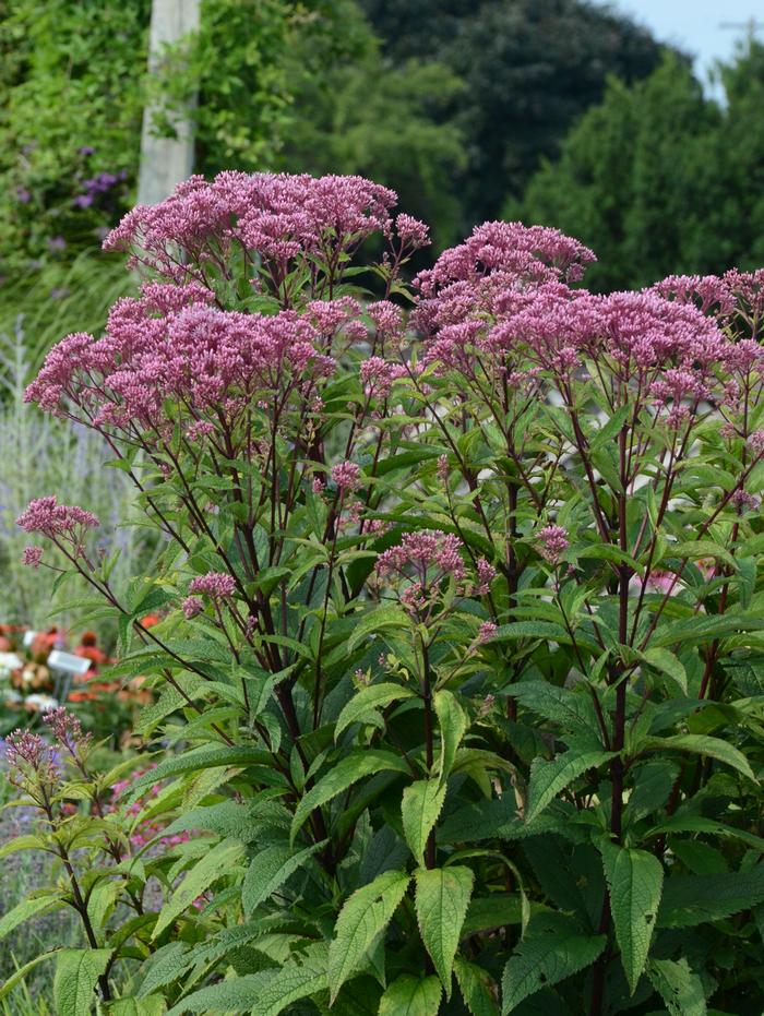 Joe Pye Weed