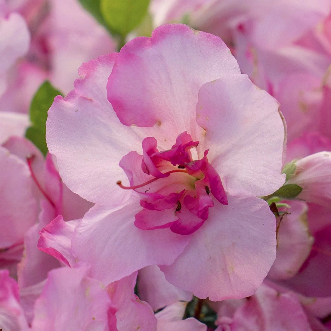 Autumn Kiss Encore Azalea