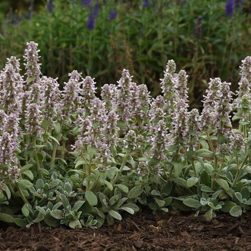 Lamb’s Ear