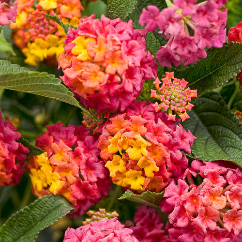 Lantana
