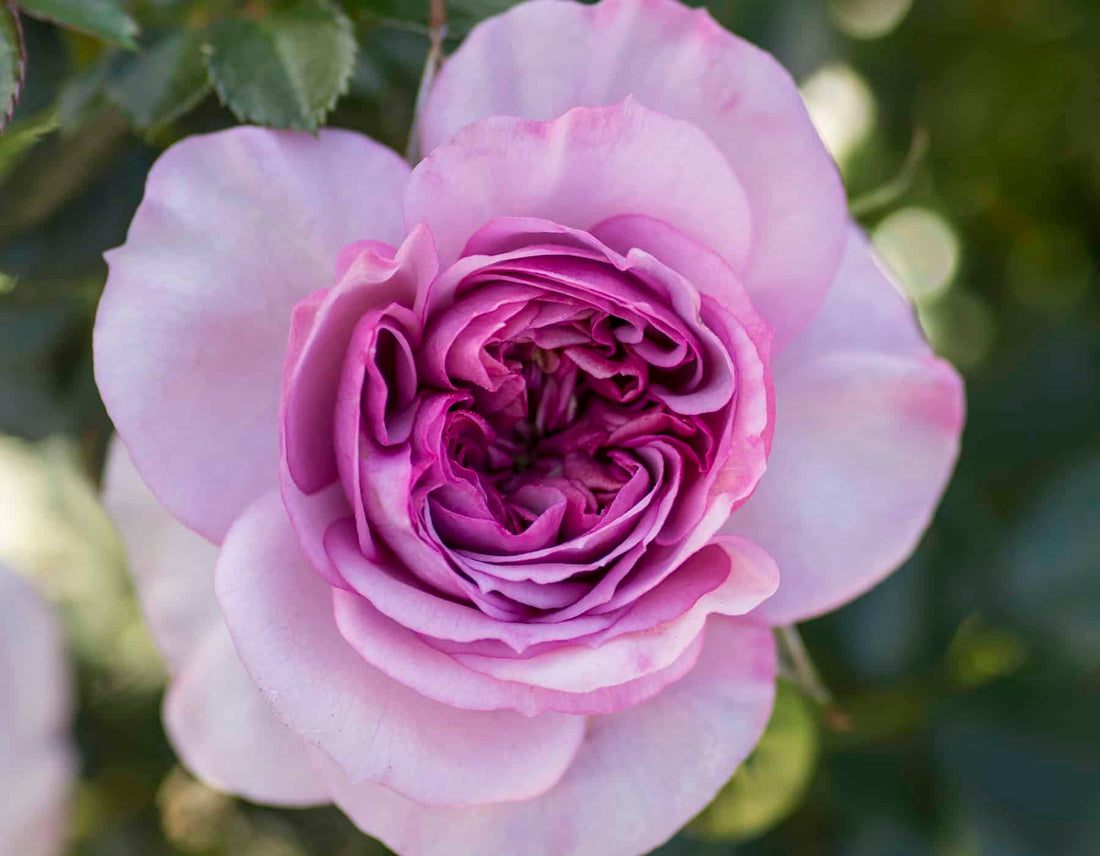 Veranda Lavender Rose