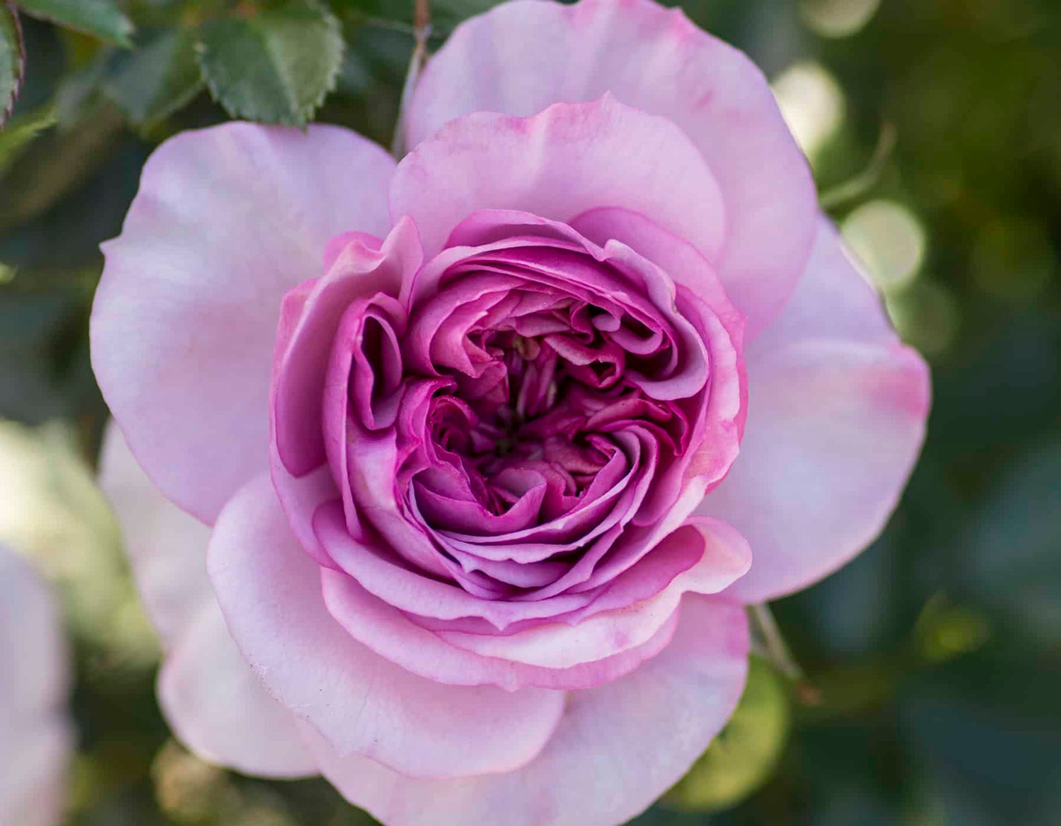Veranda Lavender Rose