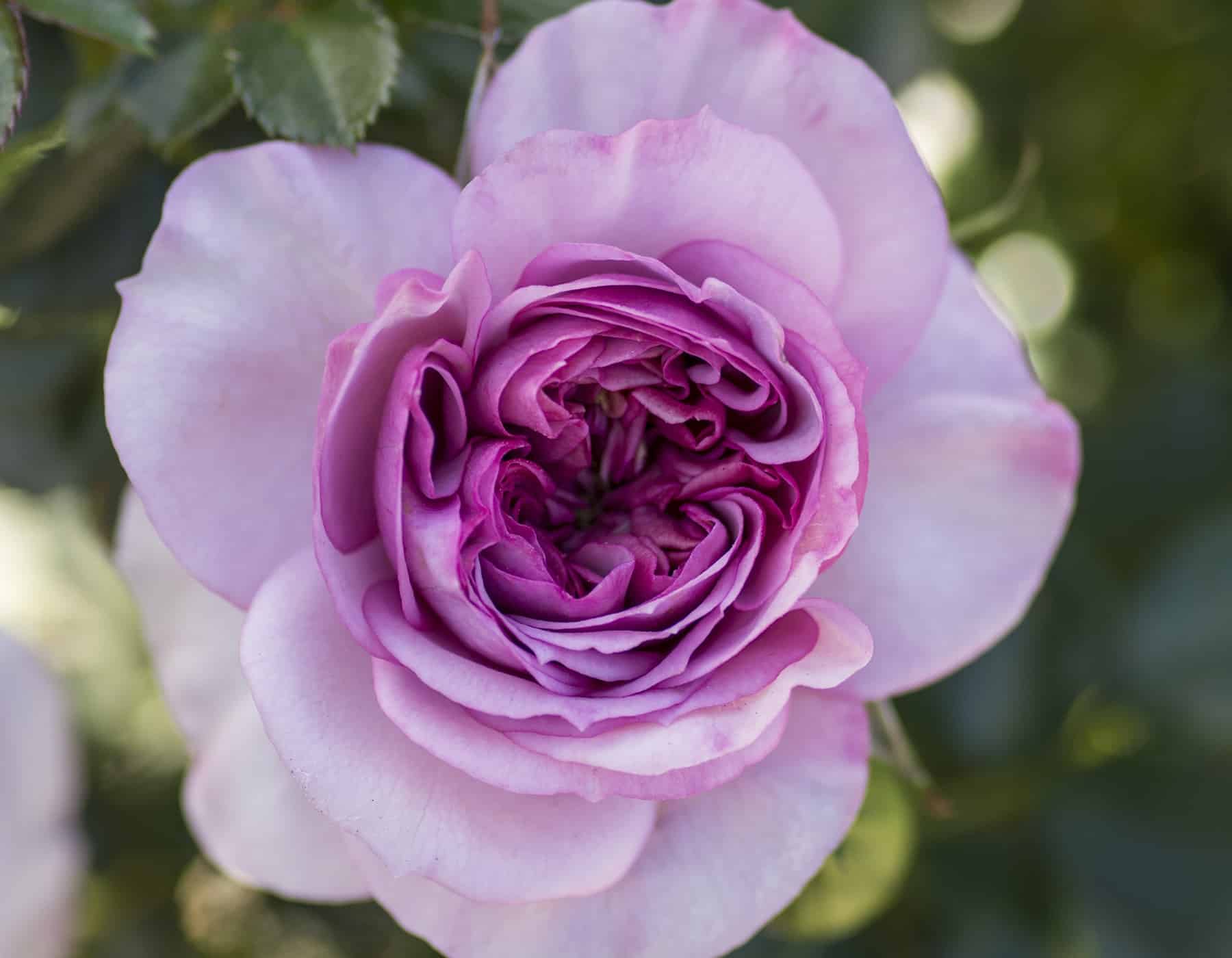Veranda Lavender Rose