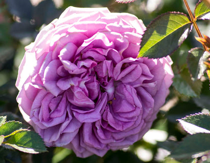 Veranda Lavender Rose