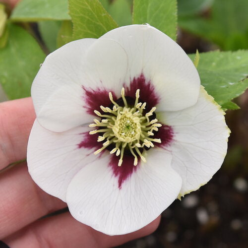 Lenten Rose
