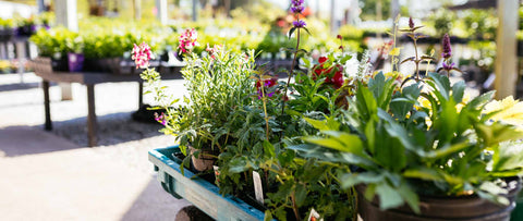 Landscape Design Next Steps