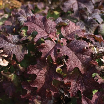 Lil Annie Oakleaf Hydrangea