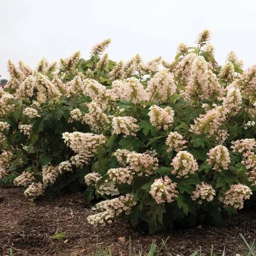Lil Annie Oakleaf Hydrangea