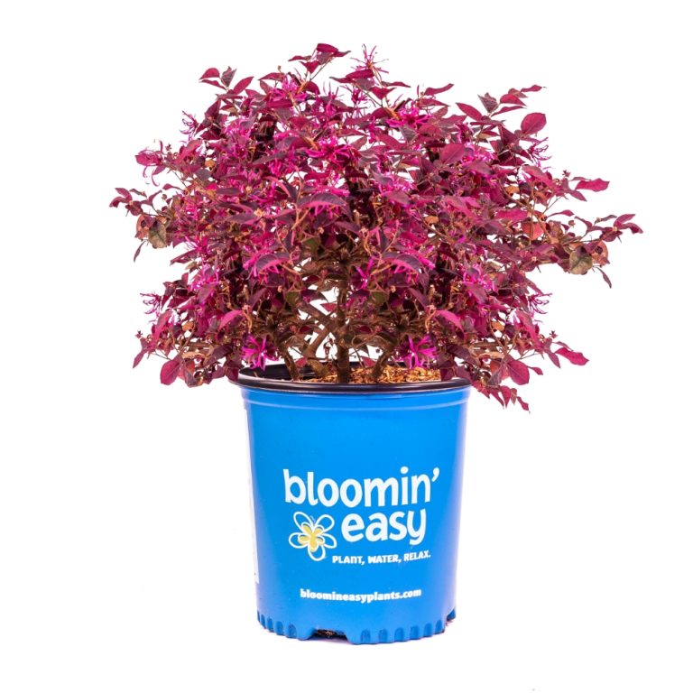 Plum Gorgeous Loropetalum