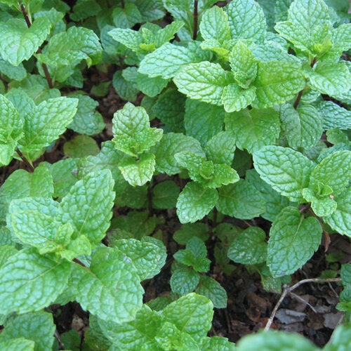 Mint