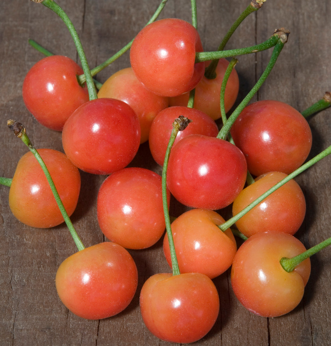 Montmorency Cherry