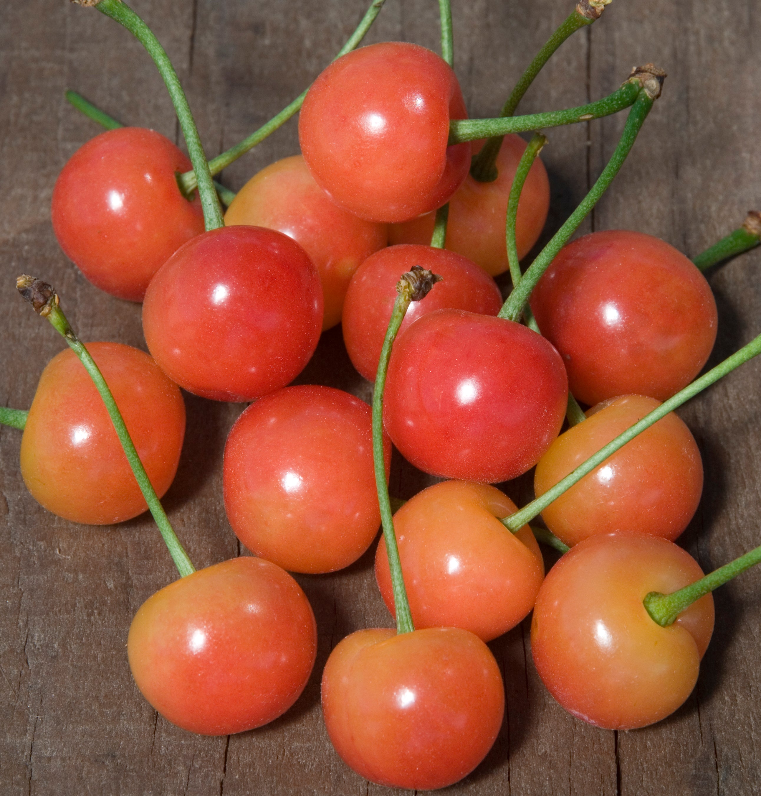 Montmorency Cherry