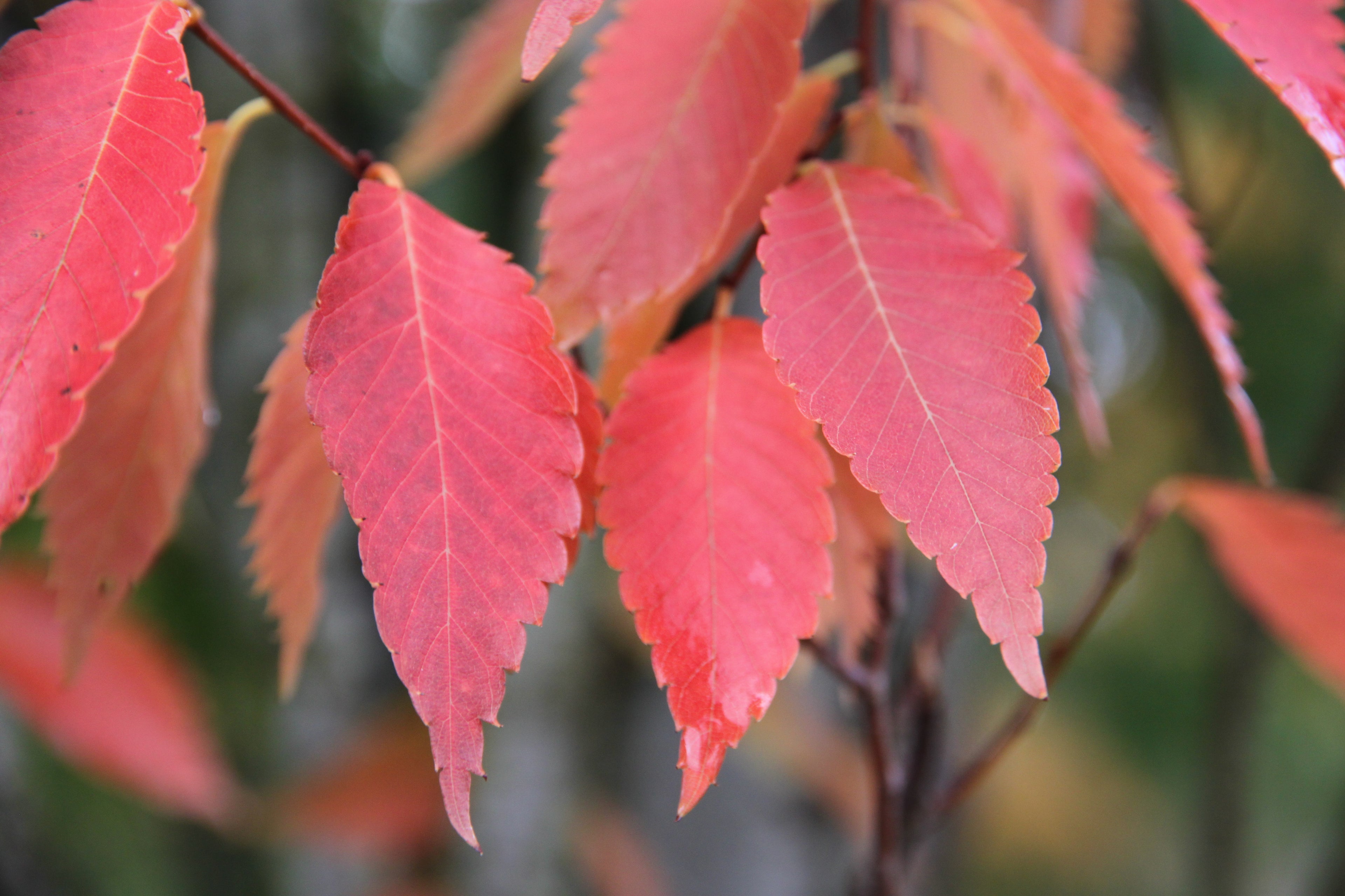 Musashino Zelkova