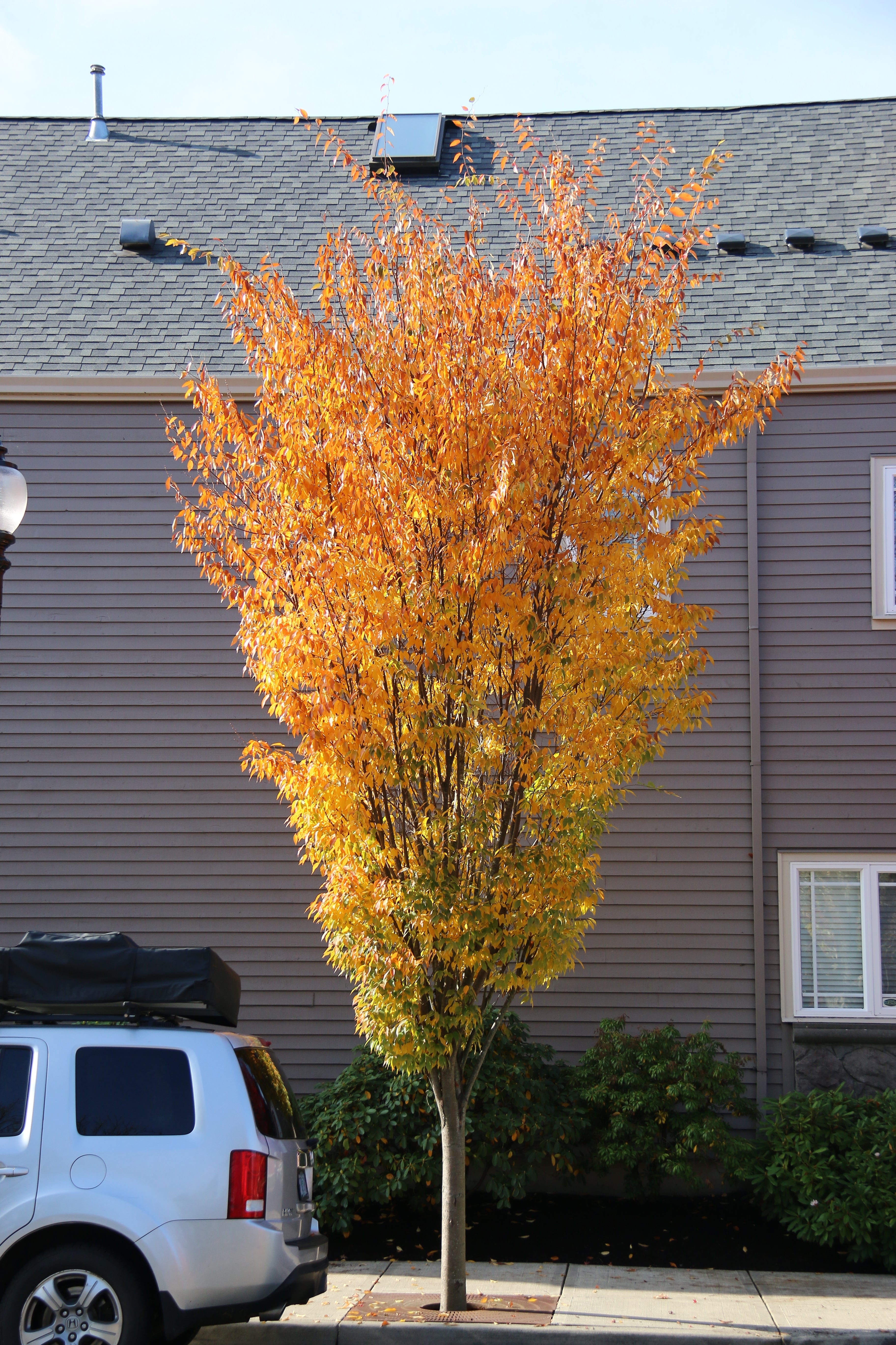 Musashino Zelkova – Lichtenfelt's