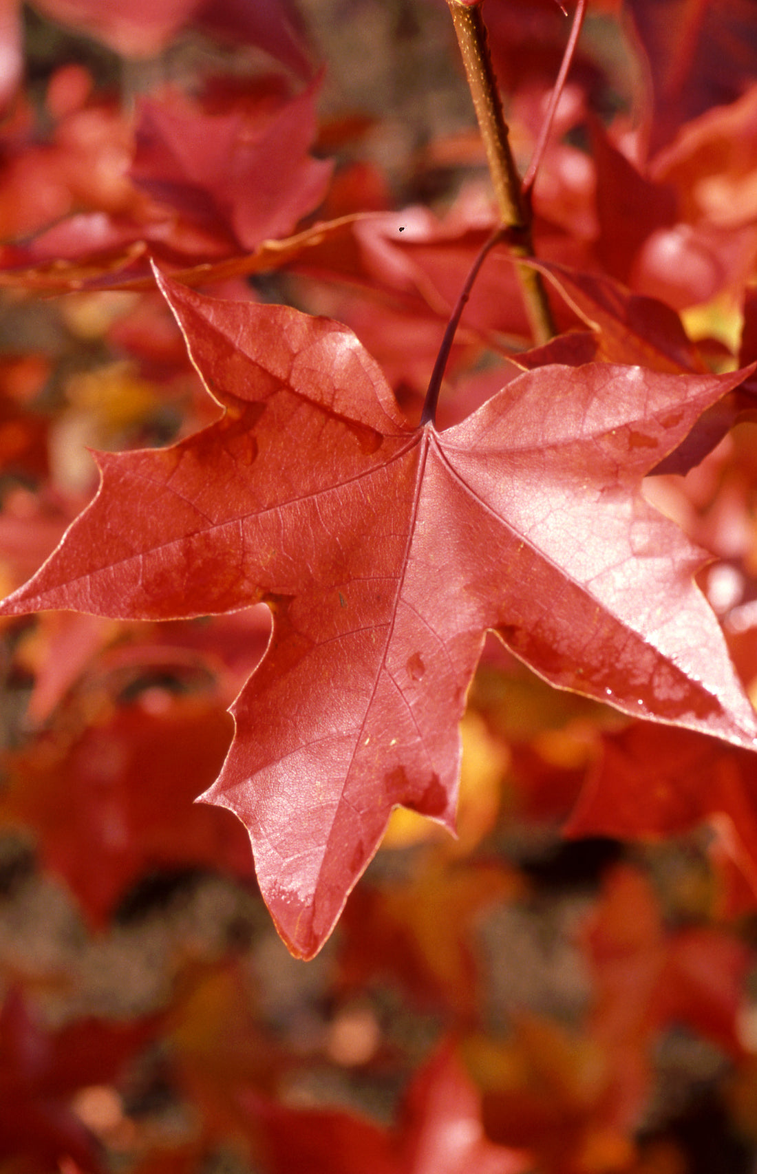 Norwegian Sunset Maple