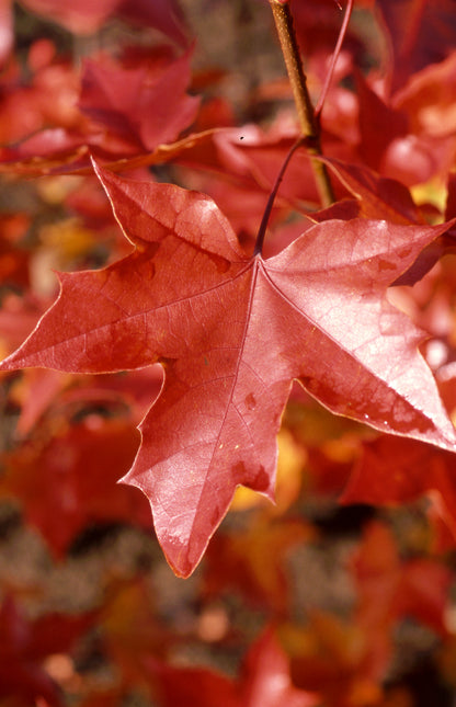 Norwegian Sunset Maple
