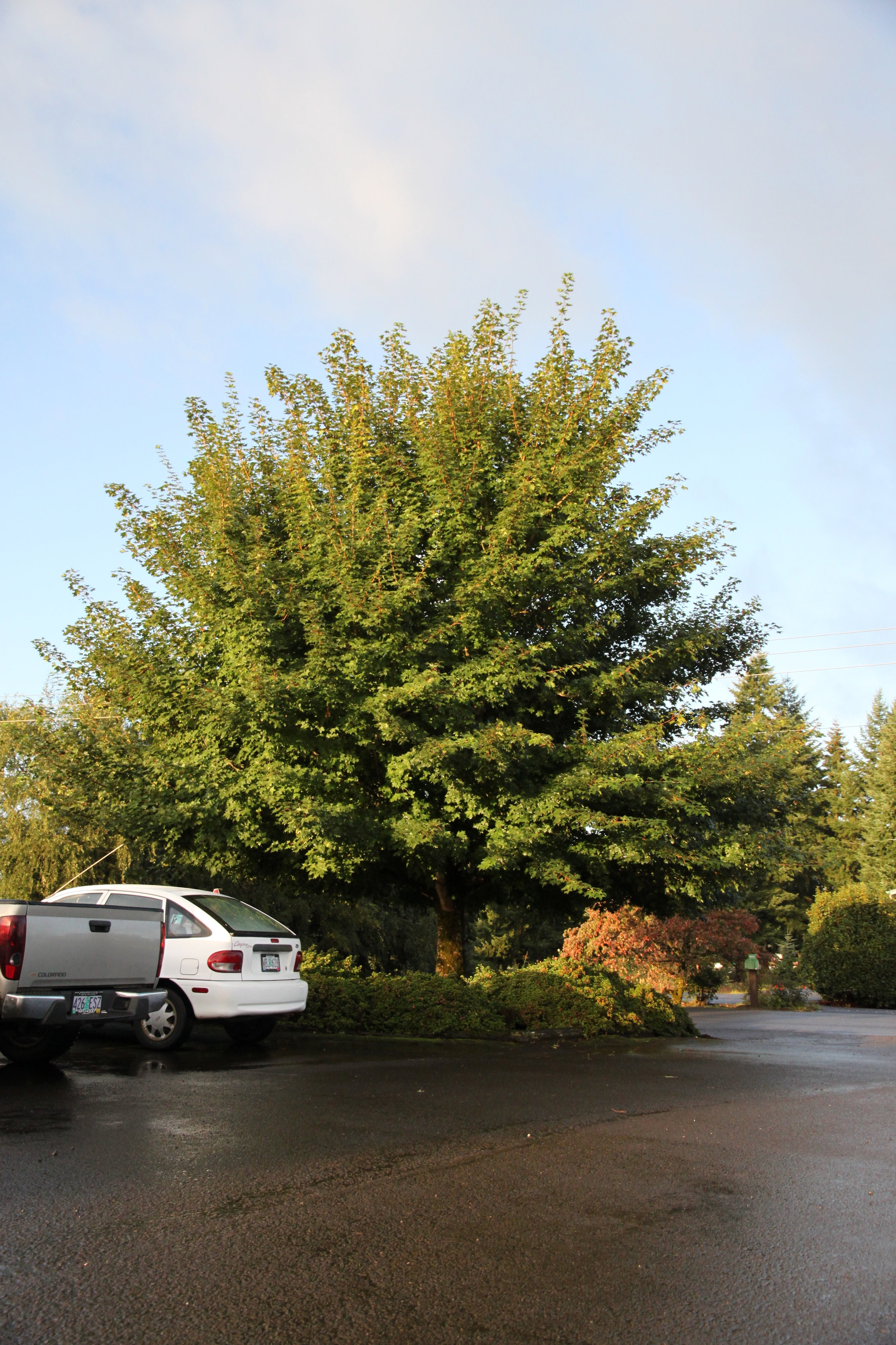 Norwegian Sunset Maple