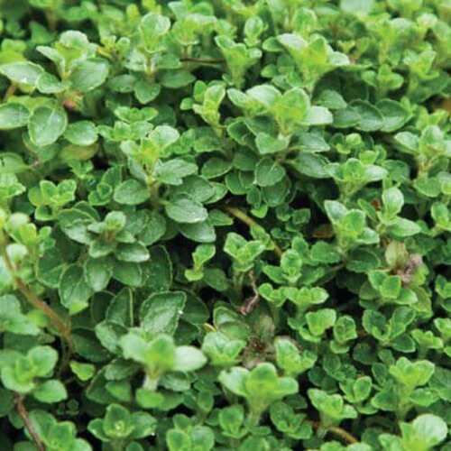 Oregano