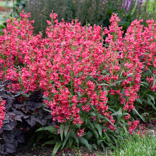 Beardtongue
