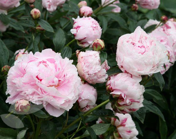 Peony