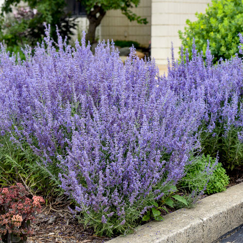 Russian Sage
