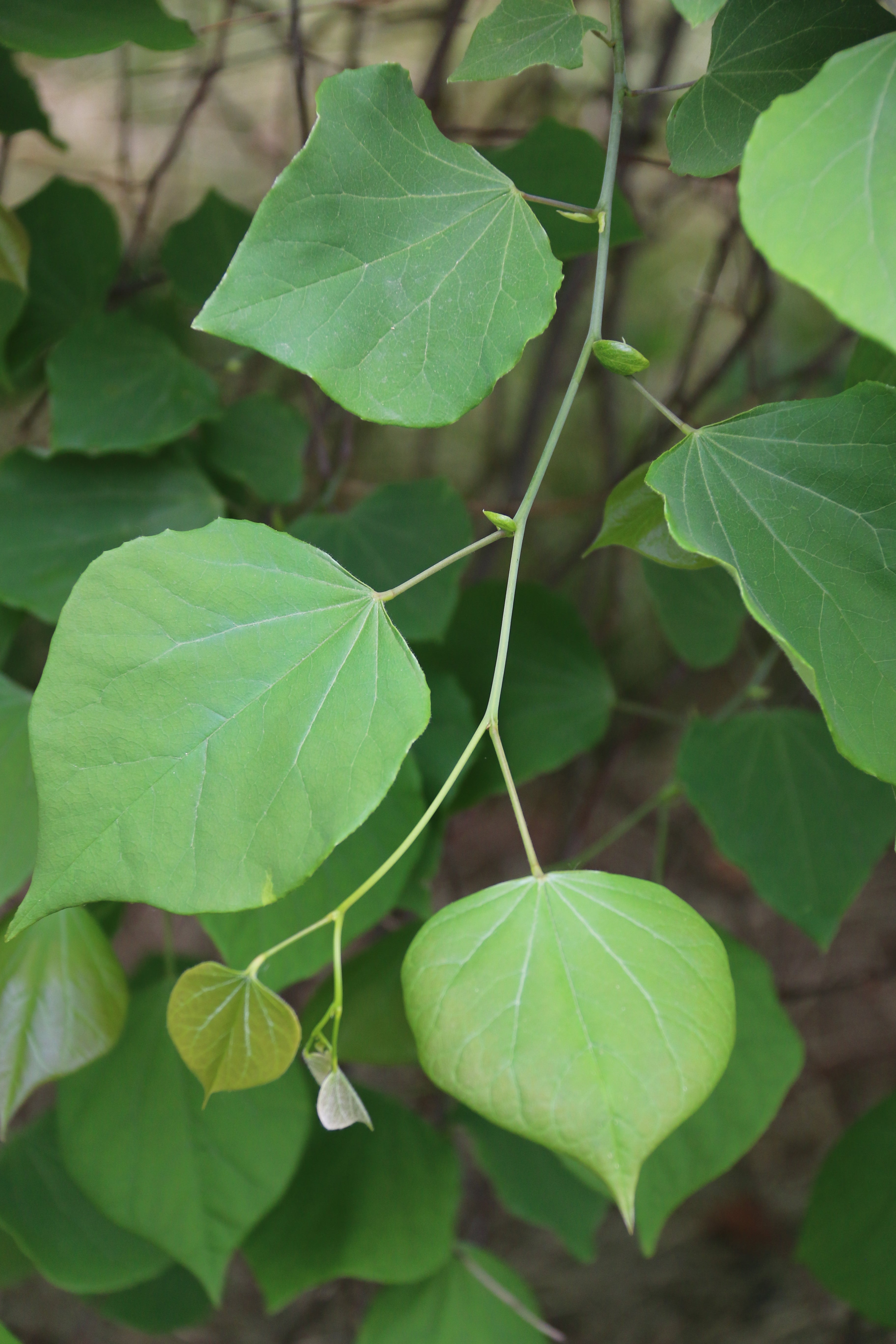 Pink Heartbreaker Weeping Redbud