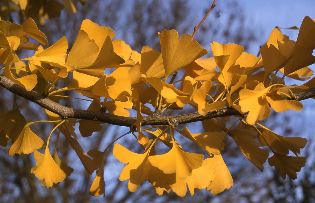 Princeton Sentry Ginkgo