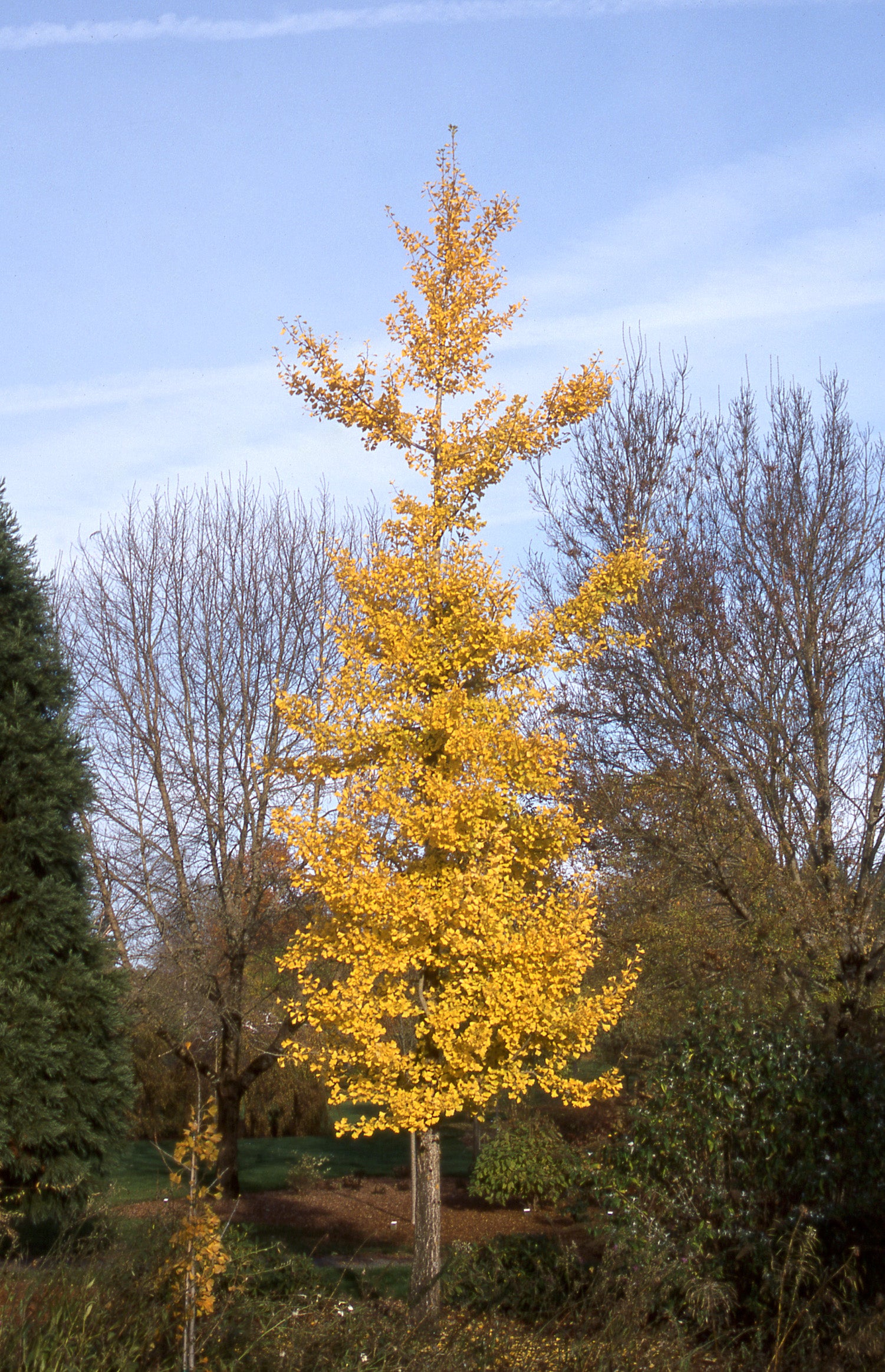 Princeton Sentry Ginkgo – Lichtenfelt's