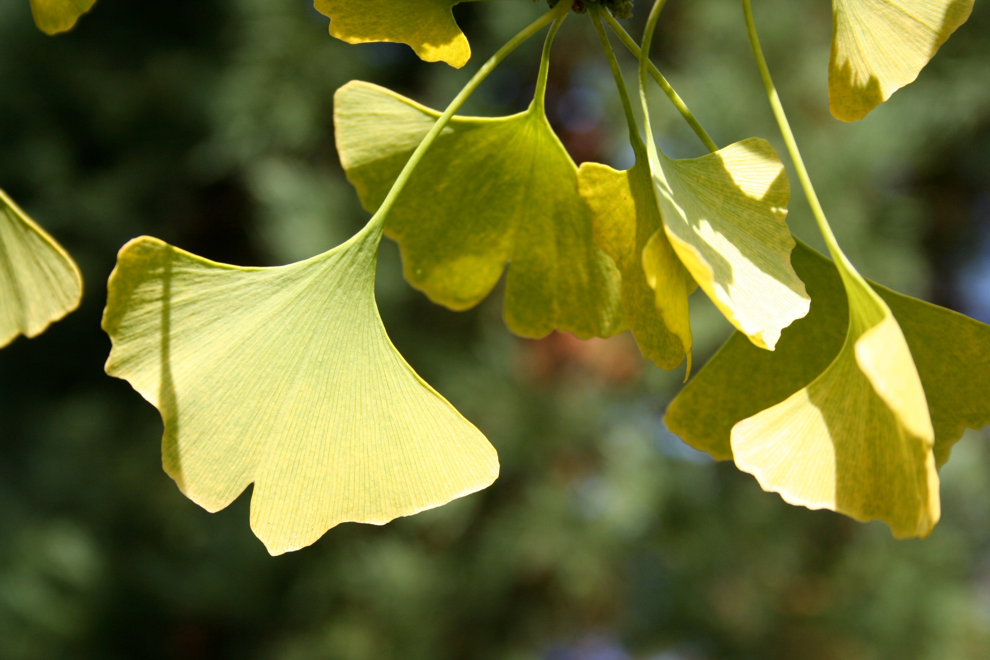 Princeton Sentry Ginkgo – Lichtenfelt's