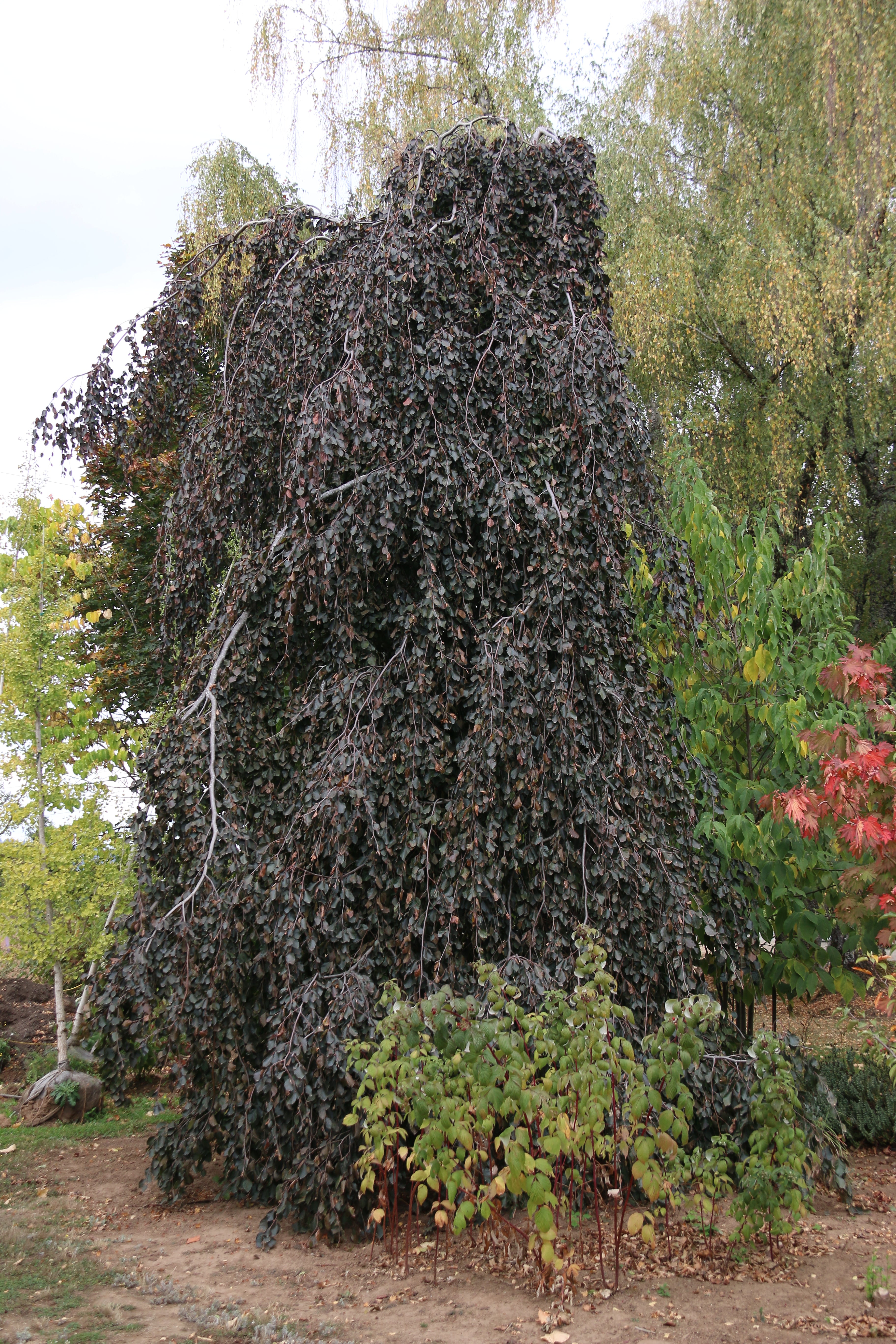 Purple Fountain Beech