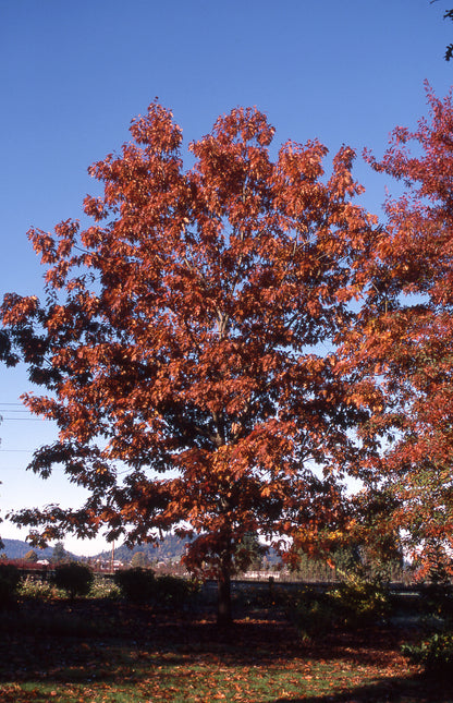 Red Oak