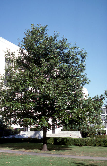 Red Oak