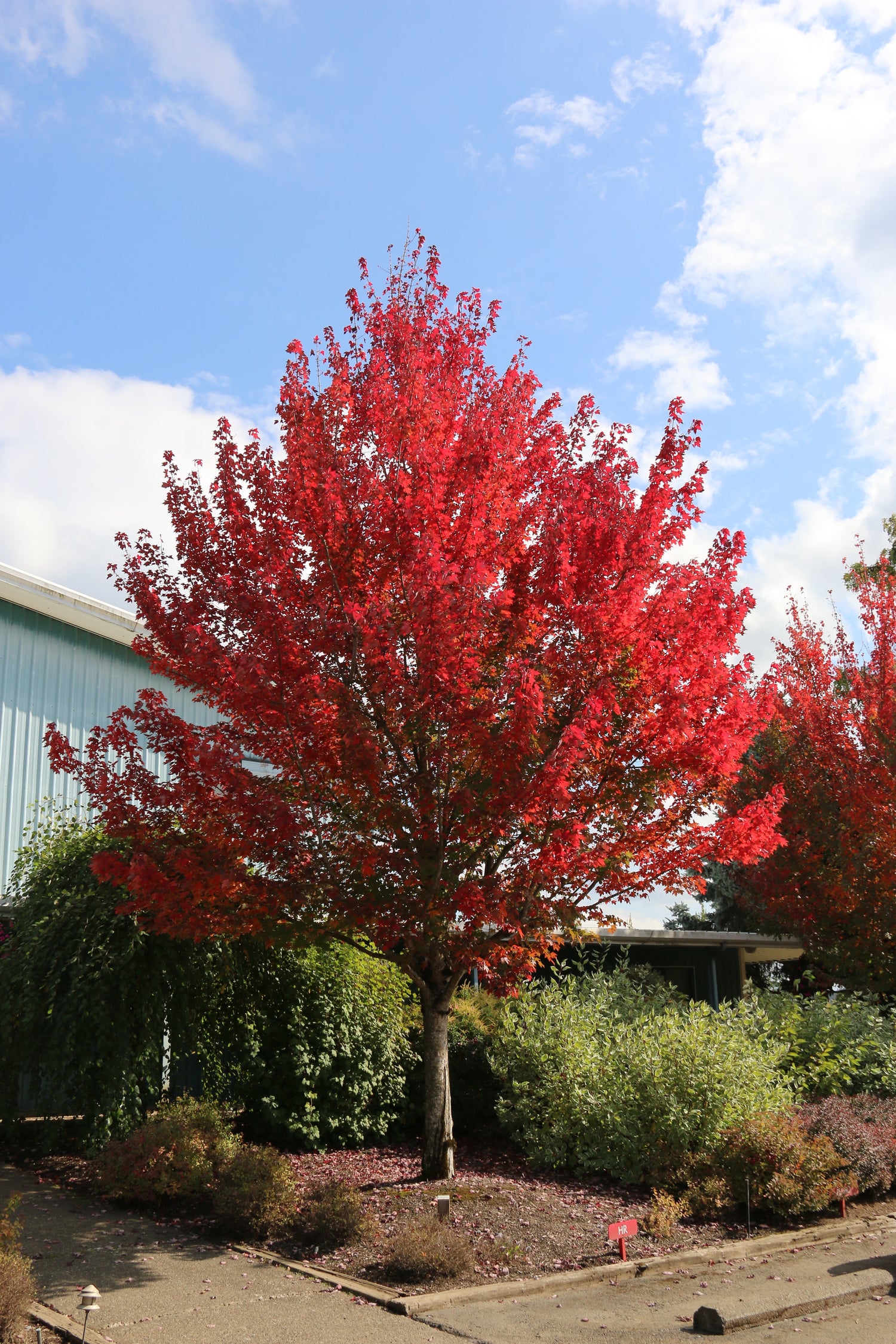 RedPointe Maple