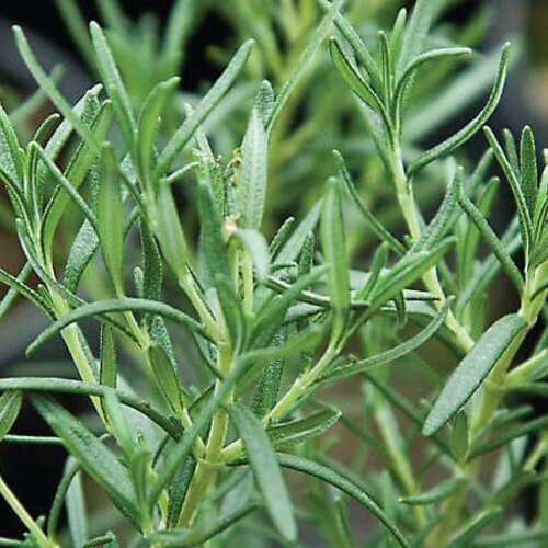 Rosemary